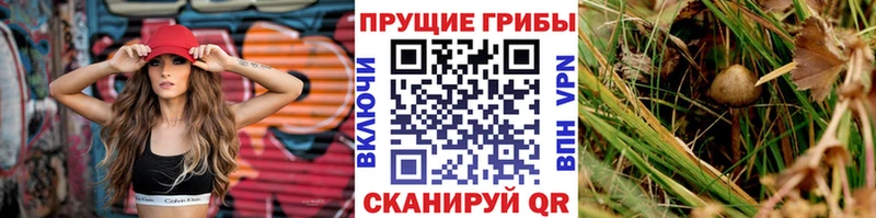 Купить  Чердынь  Псилоцибиновые грибы Magic Shrooms 